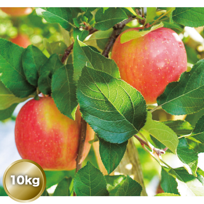 ゴールド農園＞葉とらずサンふじりんご 訳あり10kg | 999-307098