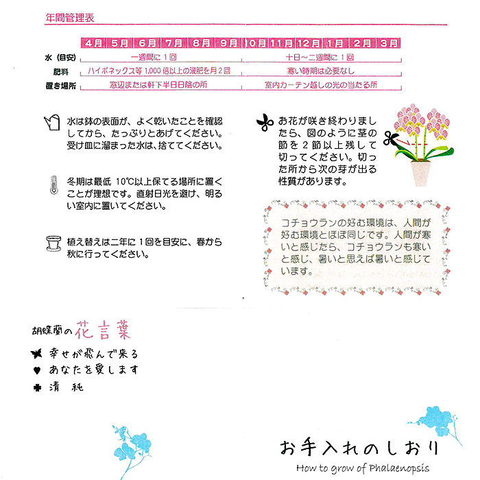 ミディ胡蝶蘭観葉寄せ 4.5号鉢1本立ち | 999-400535 | 【公式】 ミディ胡蝶蘭観葉寄せ 4.5号鉢1本立ち | 999-400535 | 【公式】