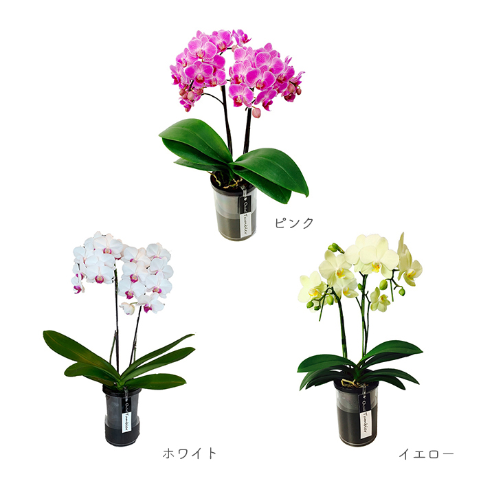 洋蘭プラ鉢 4号 119個 黒ラン鉢 プラ鉢 12cm 薔薇 苗